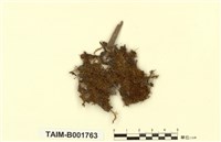 藏品(細葉小羽苔)的圖片